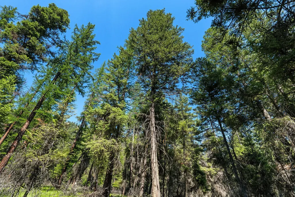 1805 Emmons Canyon Road Kila MT 59920