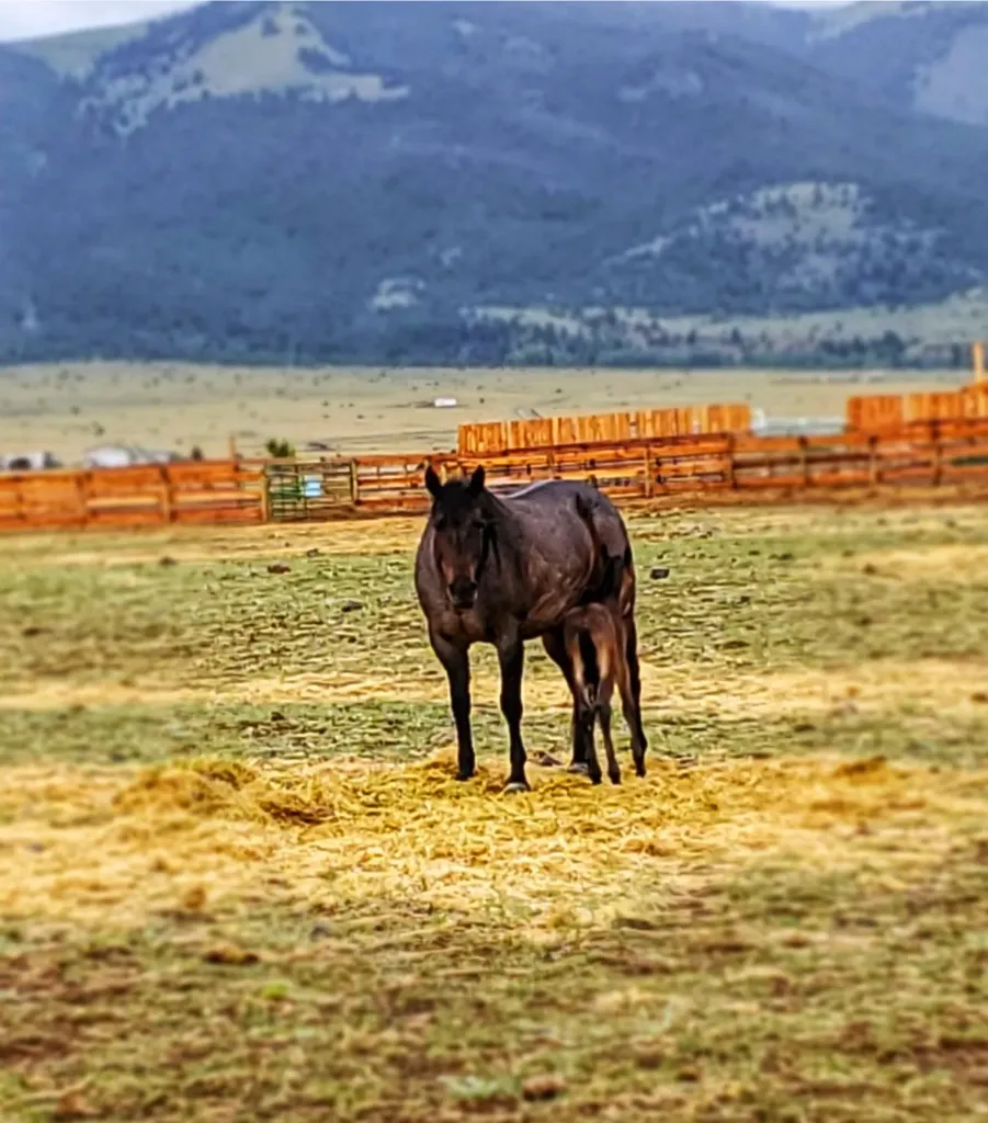2733 Mt Highway 69 Boulder MT 59632