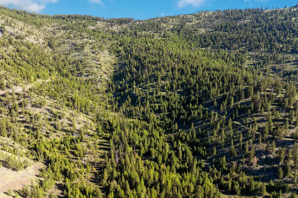 Nhn Idaho Hill Road Marion MT 59925