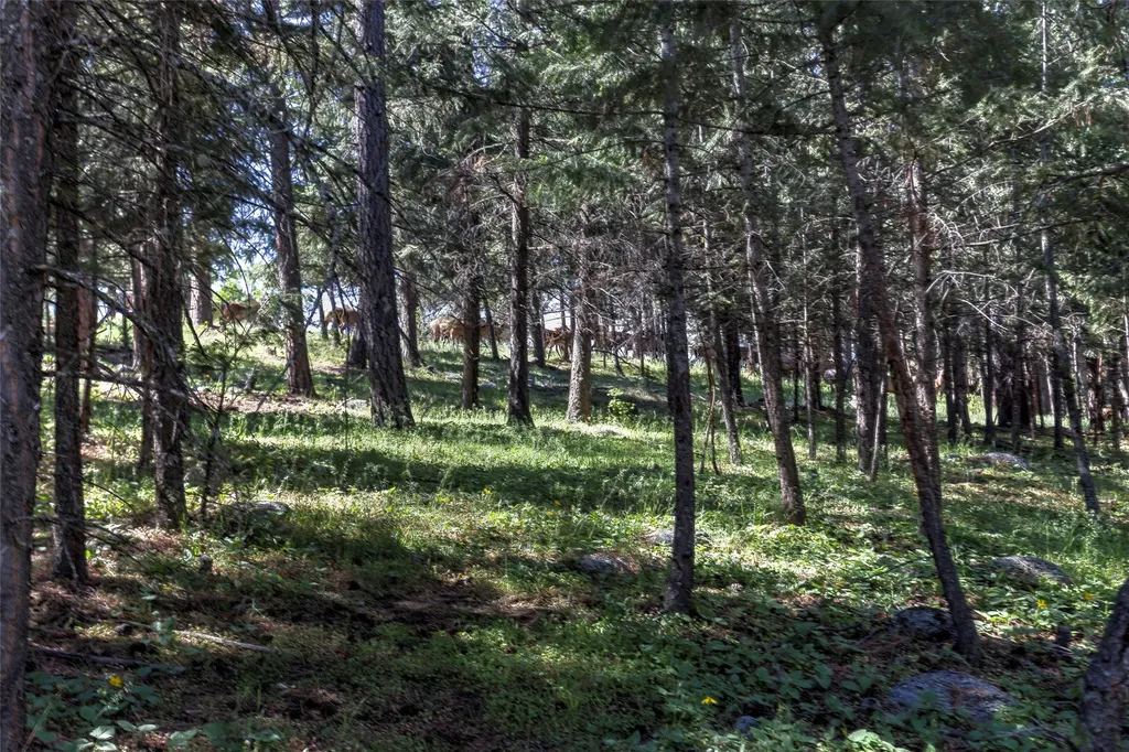 246 Coal Mine Road Darby MT 59829