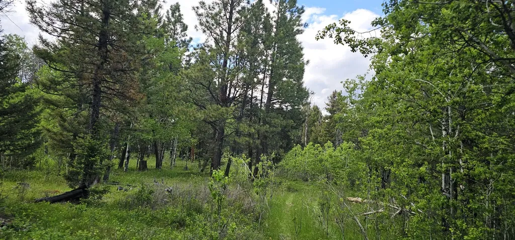 Tract 11 Hall Creek Helmville MT 59843