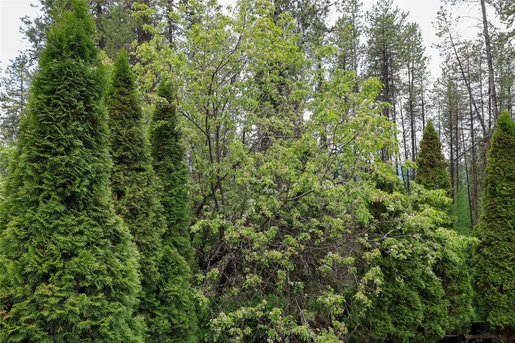 601 Log Yard Road Condon MT 59826