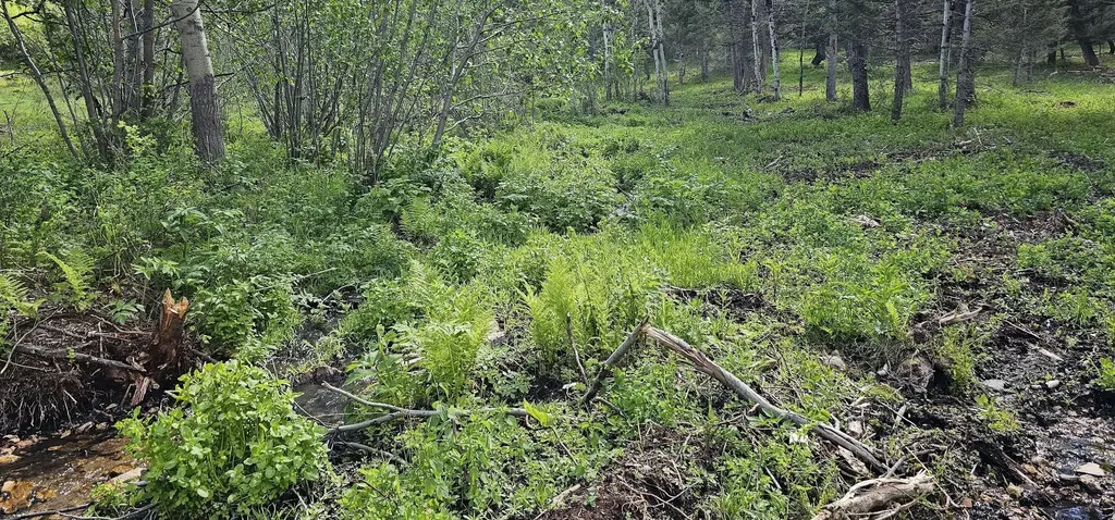 8 Tract Hall Creek Helmville MT 59843