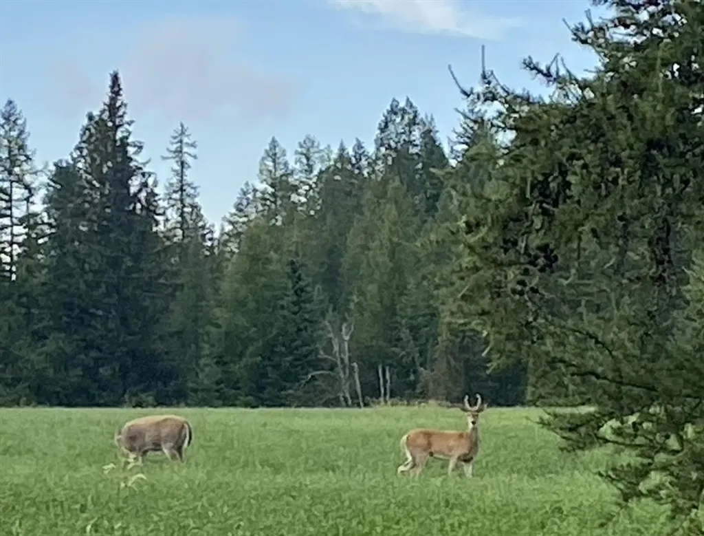 161 Hastings Trail Columbia Falls MT 59912