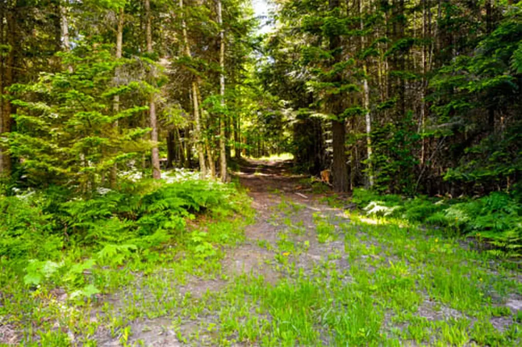 13376 Bug Creek Road Bigfork MT 59911