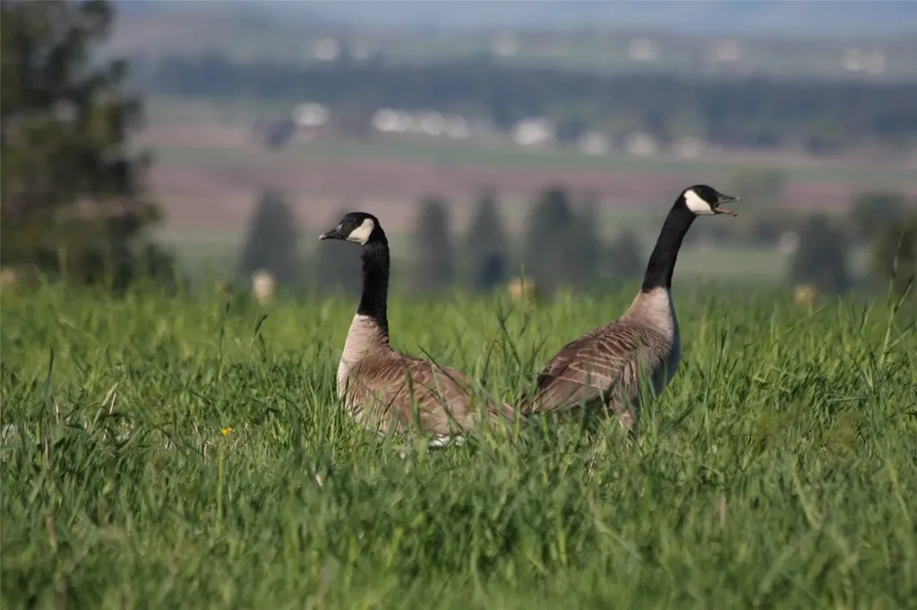41694 Canal Road Ronan MT 59864