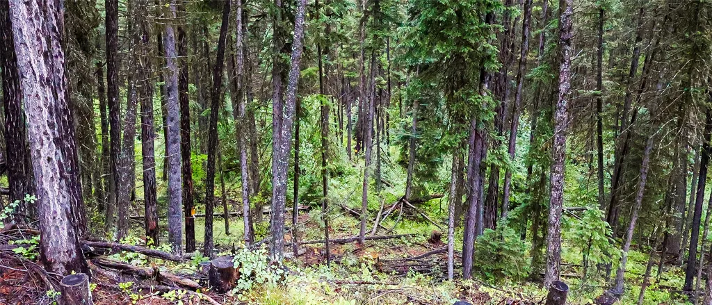 5449 Mt-83 N Seeley Lake MT 59868