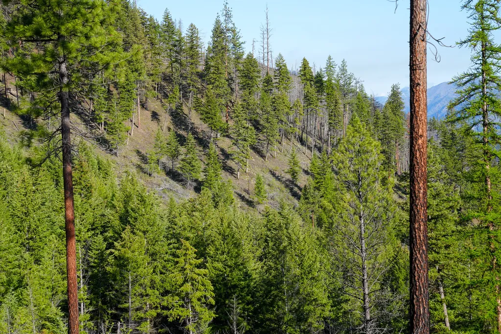 Clark Fork River Sporting Ranch Superior MT 59872