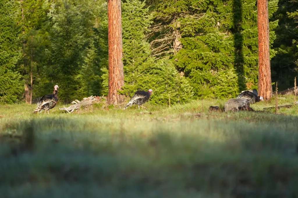 Clark Fork River Sporting Ranch Superior MT 59872