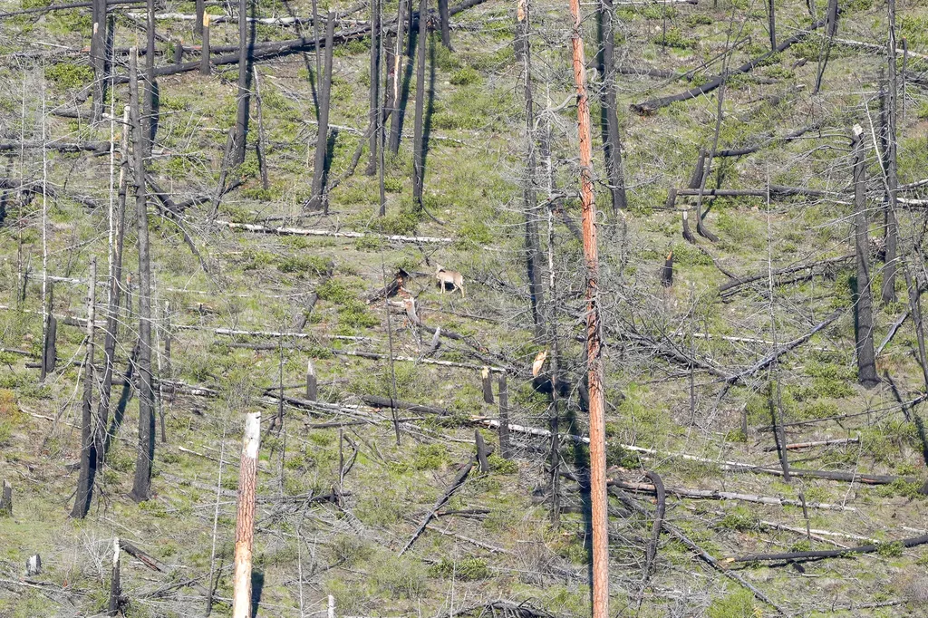 Clark Fork River Sporting Ranch Superior MT 59872