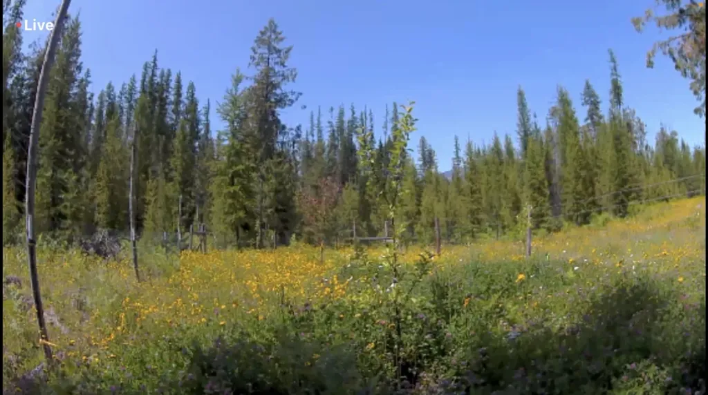 58 Ridge Loop Road Trout Creek MT 59874