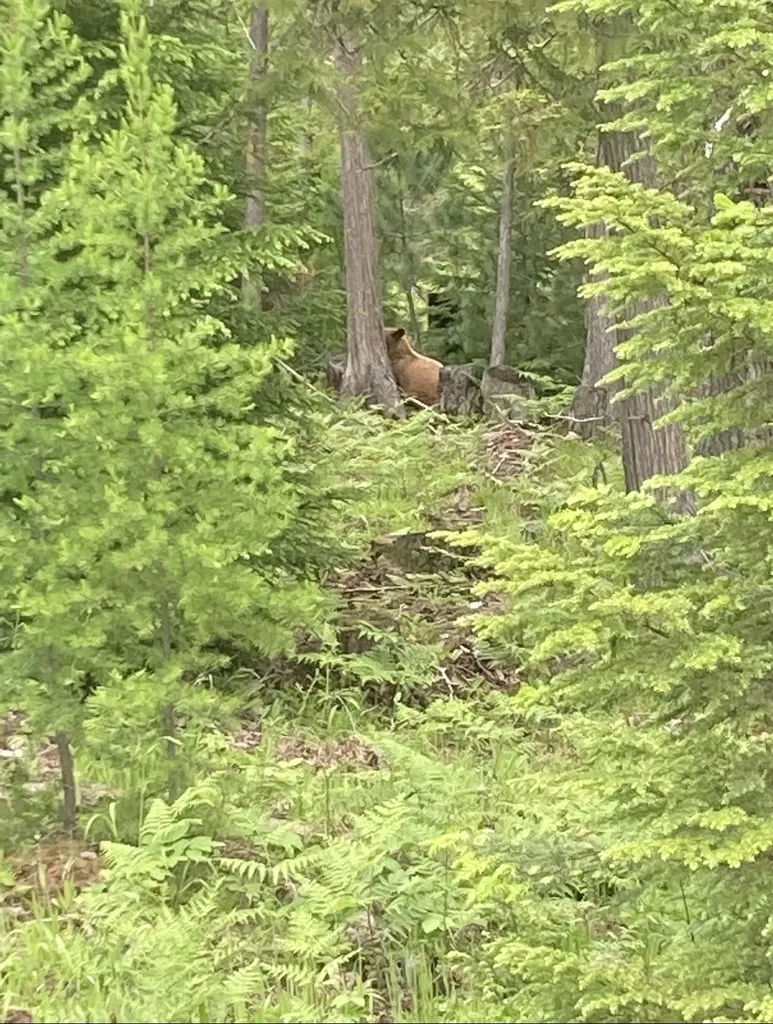 58 Ridge Loop Road Trout Creek MT 59874