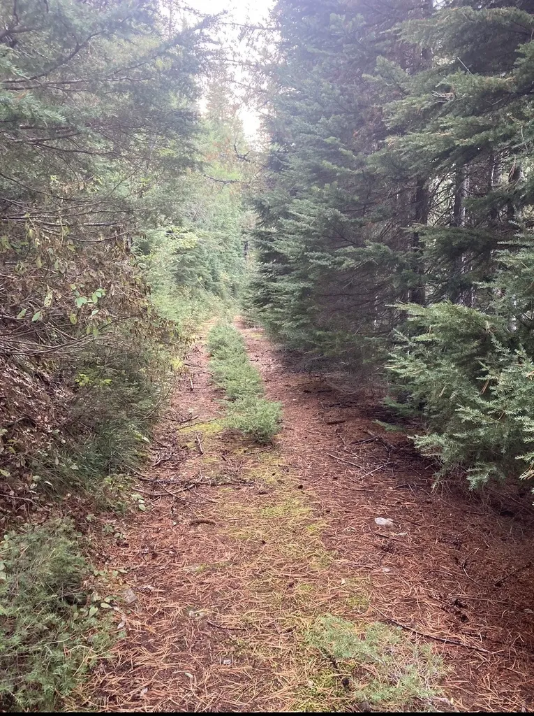 58 Ridge Loop Road Trout Creek MT 59874