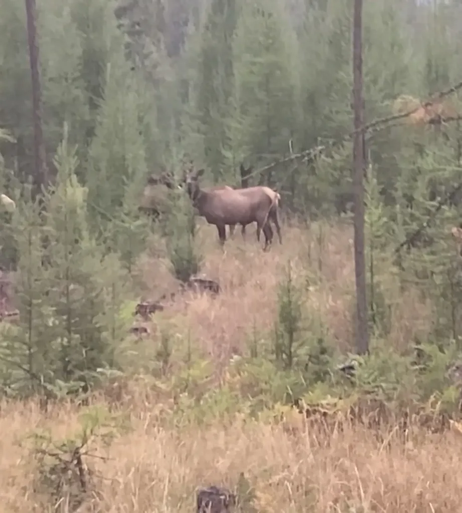 58 Ridge Loop Road Trout Creek MT 59874