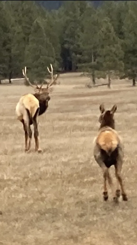 58 Ridge Loop Road Trout Creek MT 59874