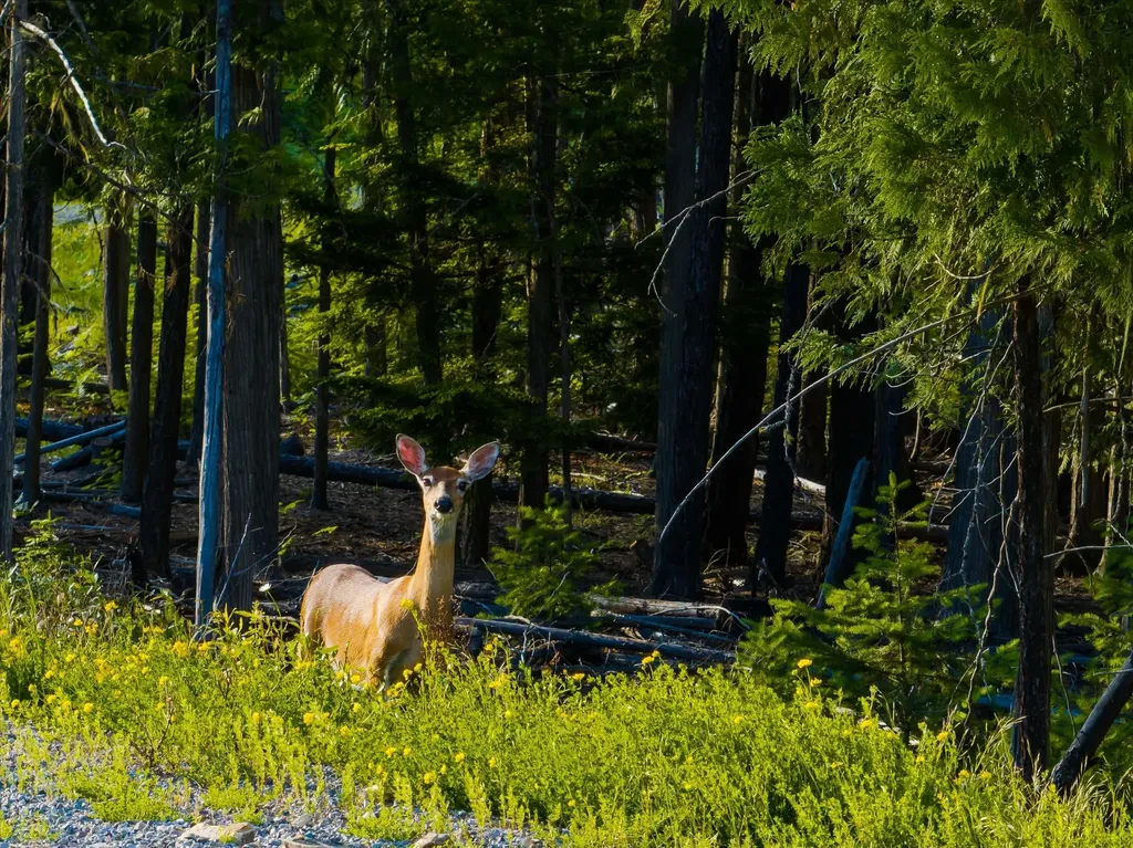 58 Ridge Loop Road Trout Creek MT 59874