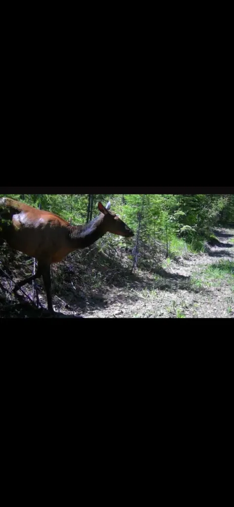 58 Ridge Loop Road Trout Creek MT 59874