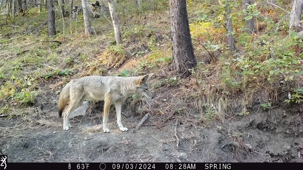 3080 Allen Gulch Road Wolf Creek MT 59648