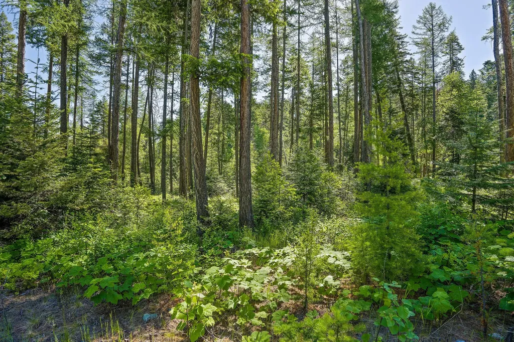 139 Timberjack Trail Bigfork MT 59911