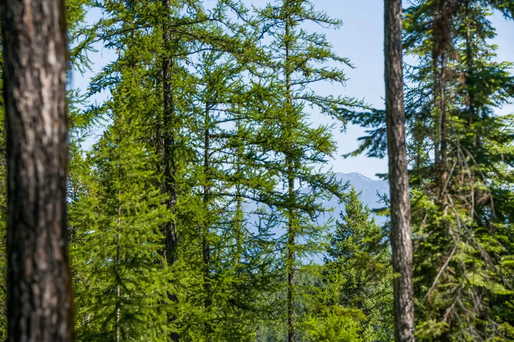 139 Timberjack Trail Bigfork MT 59911