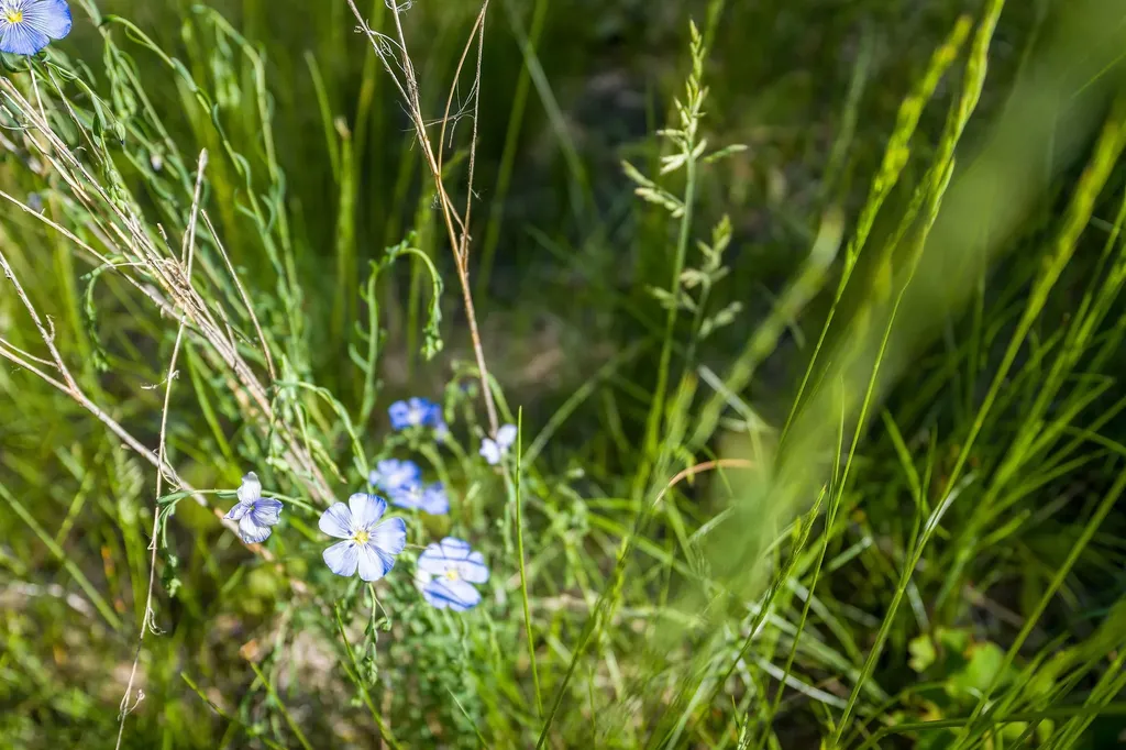 643 Saddlehorn Trail Bigfork MT 59911