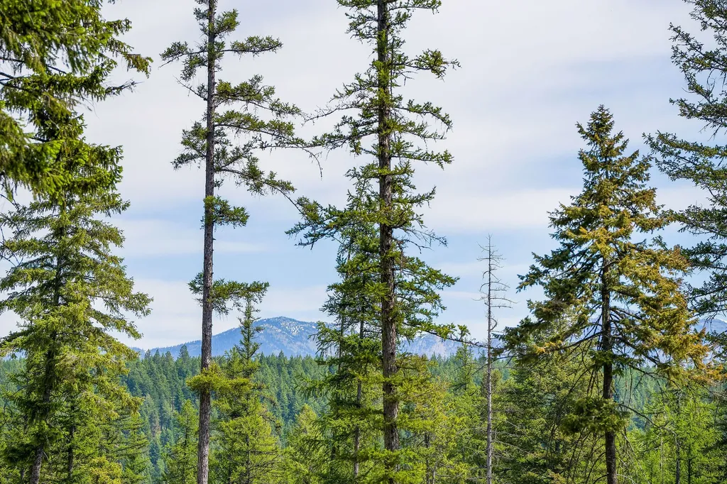 477 Chief Cliff Trail Bigfork MT 59911