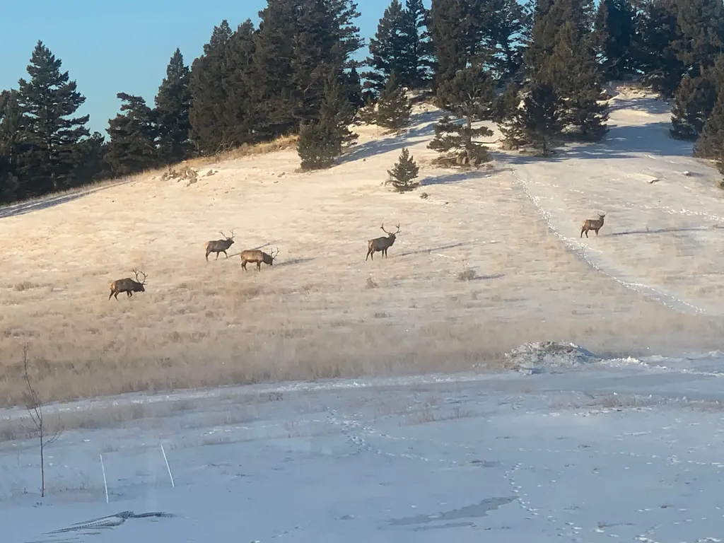 51 Wood Creek Road Boulder MT 59632