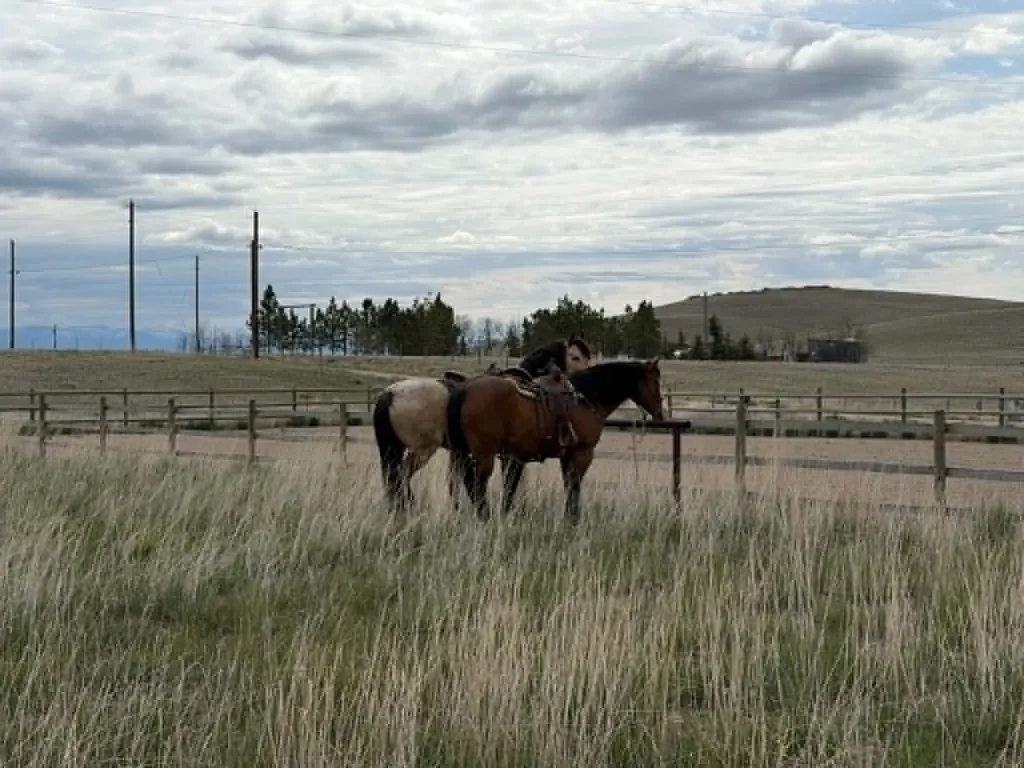 1910 No Creek Court Helena MT 59602
