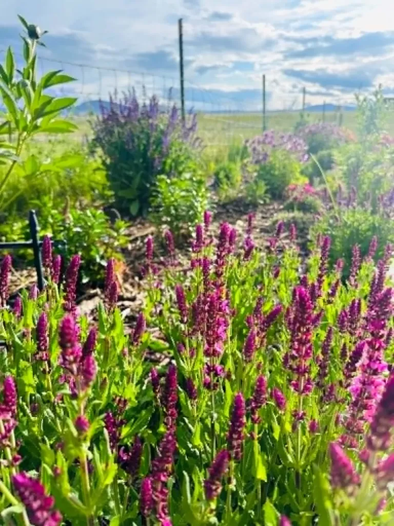 1910 No Creek Court Helena MT 59602