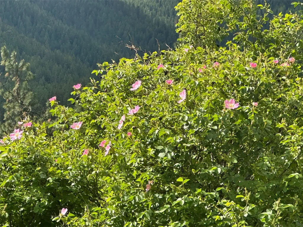 20 Eddy Flat Lane Thompson Falls MT 59873