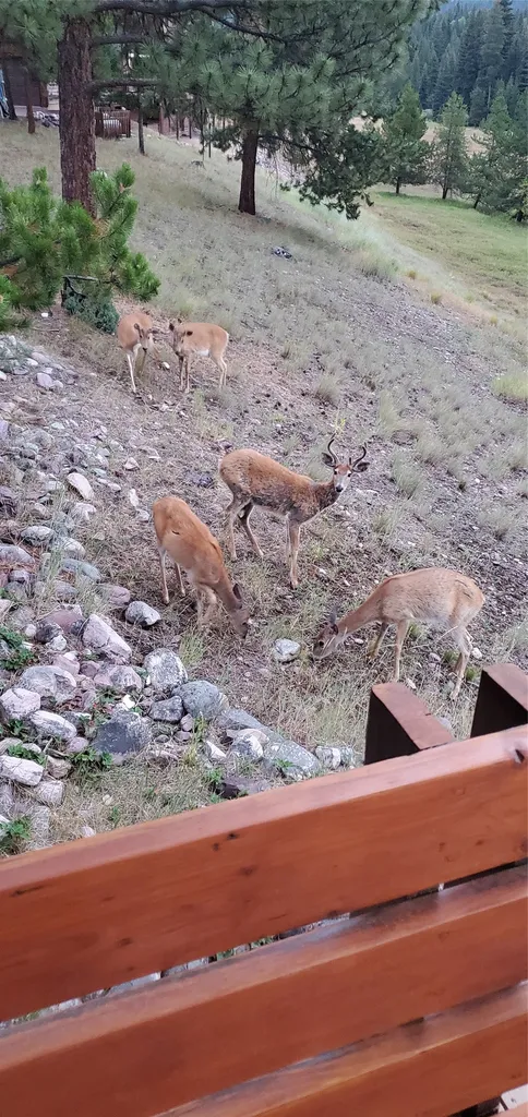 975 Whitetail Drive Seeley Lake MT 59868