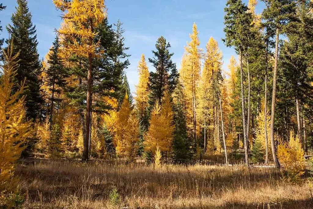311 Bear Trap Road Rexford MT 59930