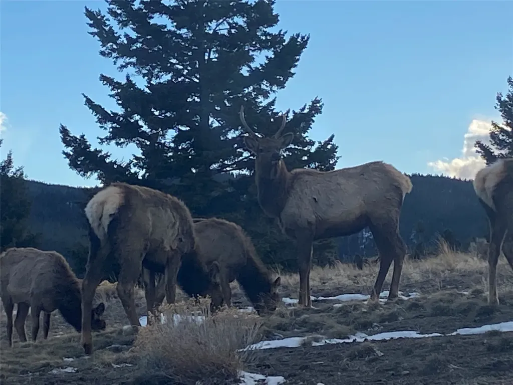 884 Wapiti Mountain Road Butte MT 59701