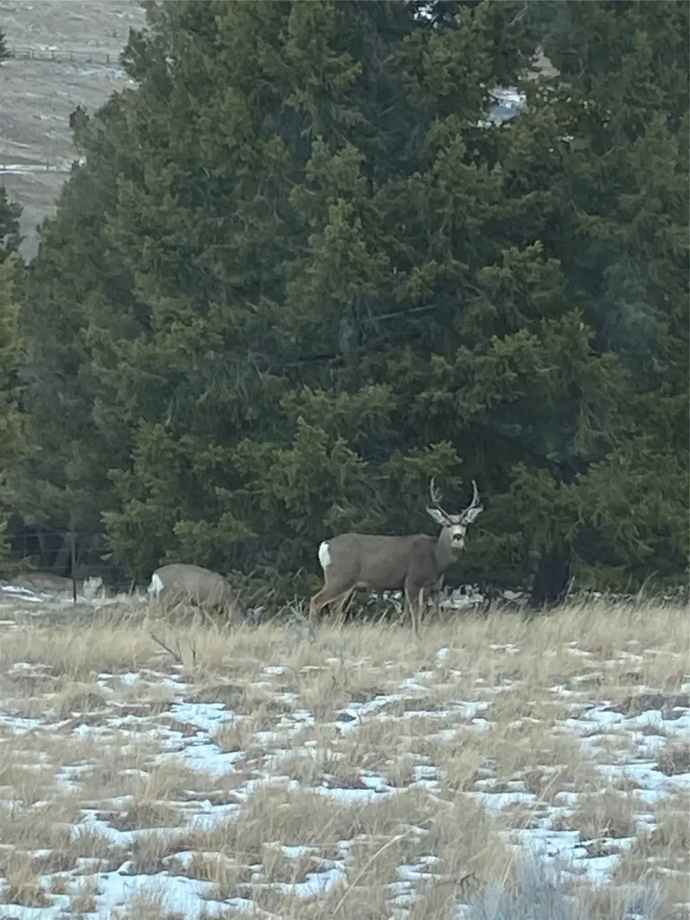 884 Wapiti Mountain Road Butte MT 59701