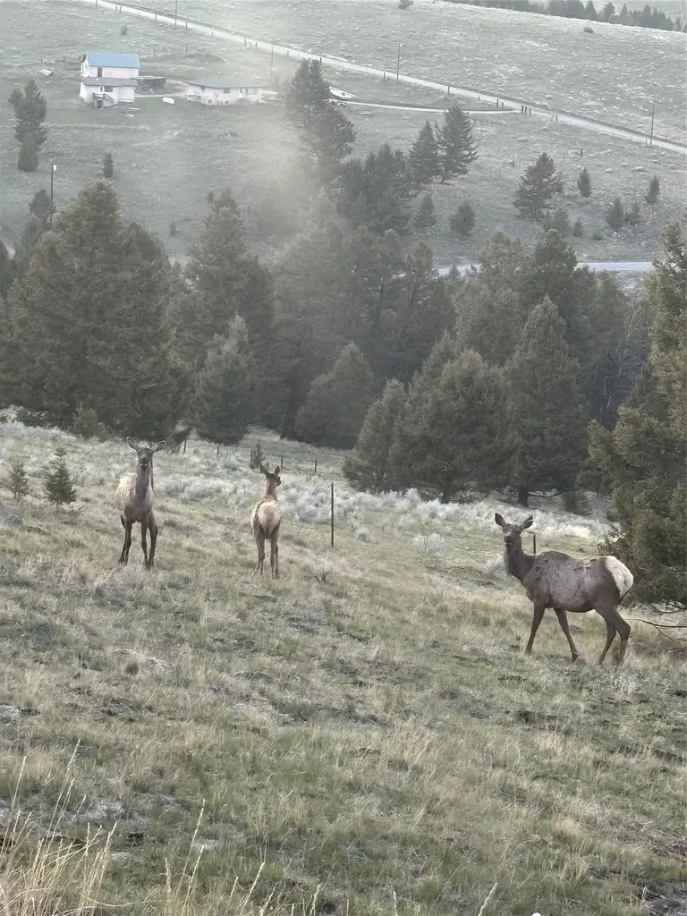 884 Wapiti Mountain Road Butte MT 59701