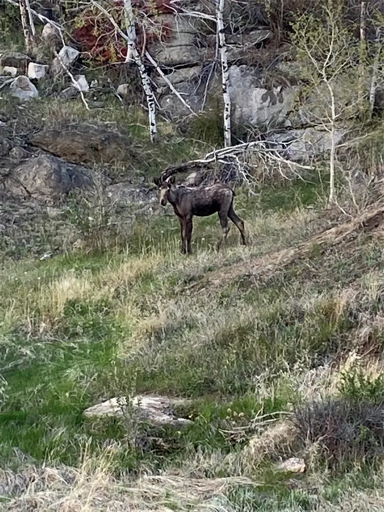 884 Wapiti Mountain Road Butte MT 59701