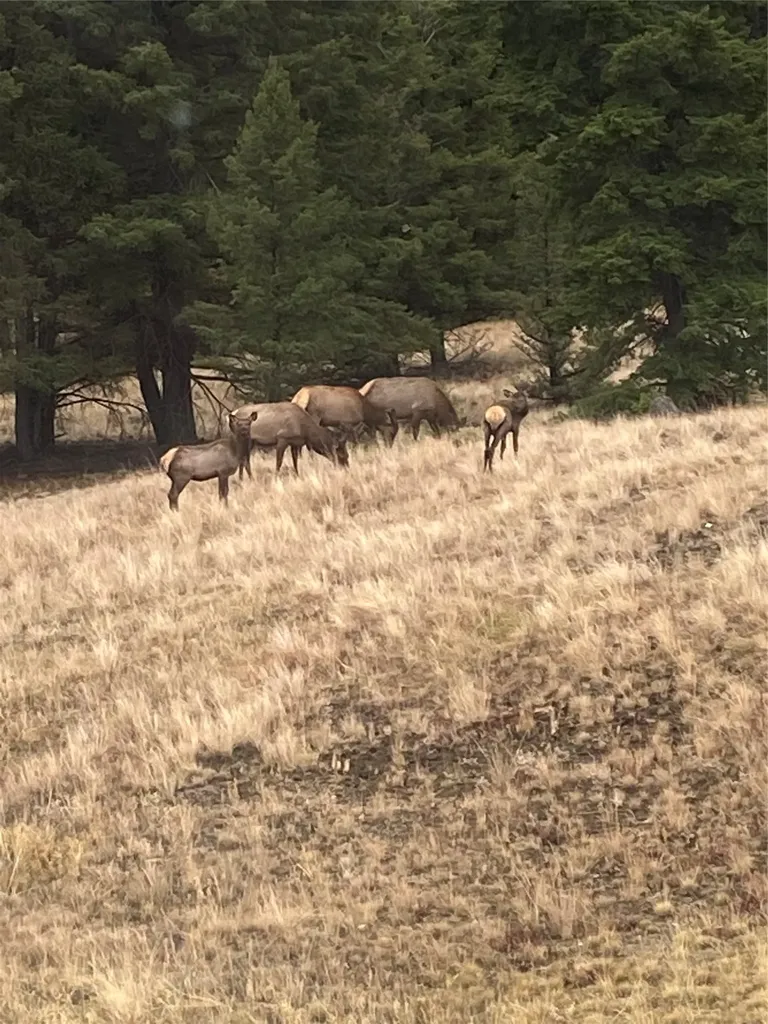884 Wapiti Mountain Road Butte MT 59701