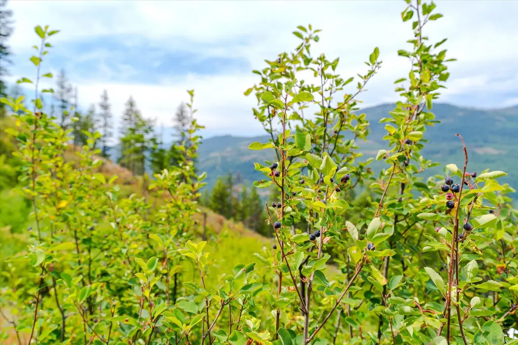 1448 Kilbrennan Road Troy MT 59935