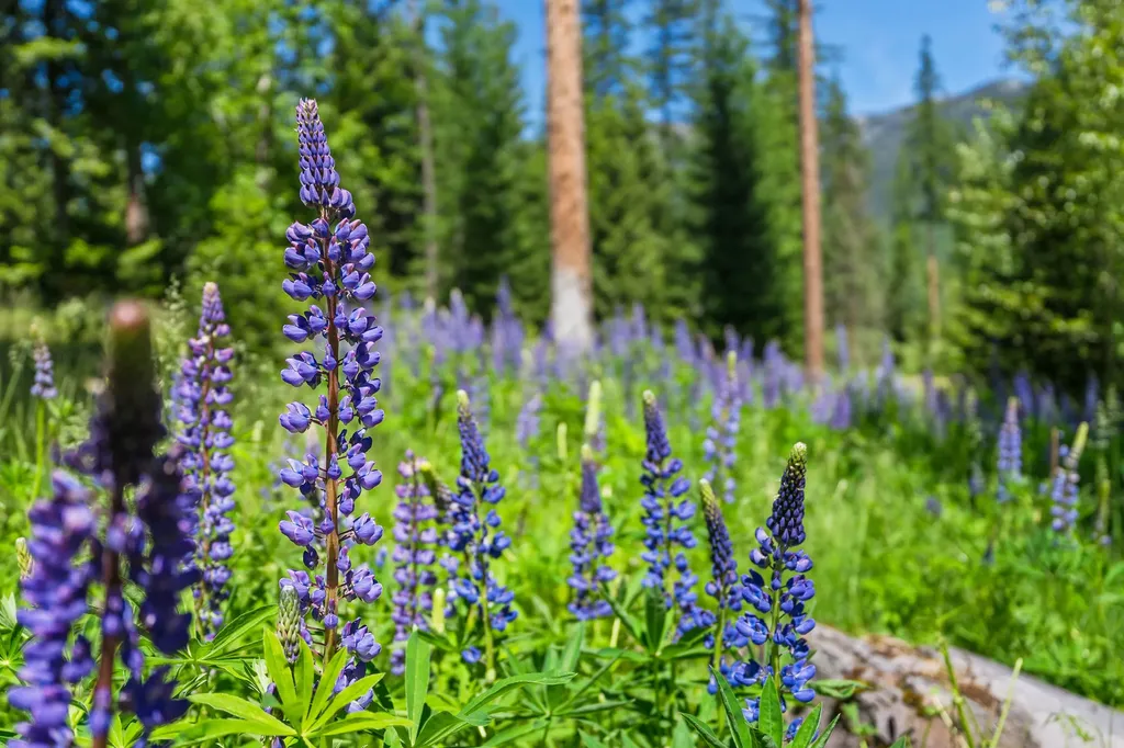 500 Wild Swan Trail Bigfork MT 59911