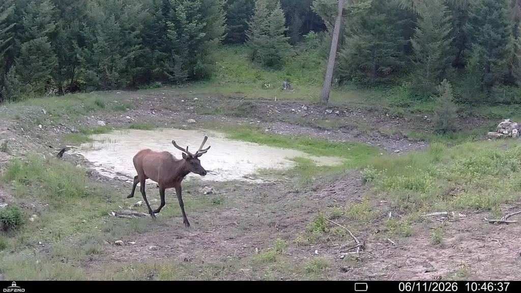 4 Tract, Bull Elk Drummond MT 59832