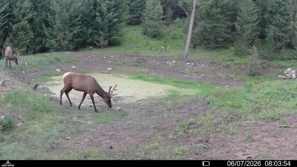 4 Tract, Bull Elk Drummond MT 59832