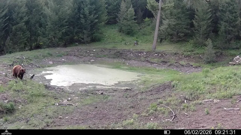 4 Tract, Bull Elk Drummond MT 59832