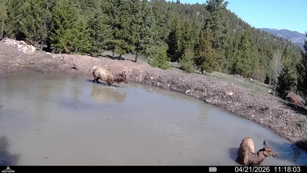 4 Tract, Bull Elk Drummond MT 59832