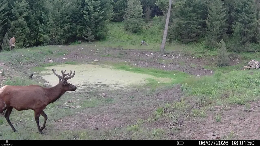 4 Tract, Bull Elk Drummond MT 59832