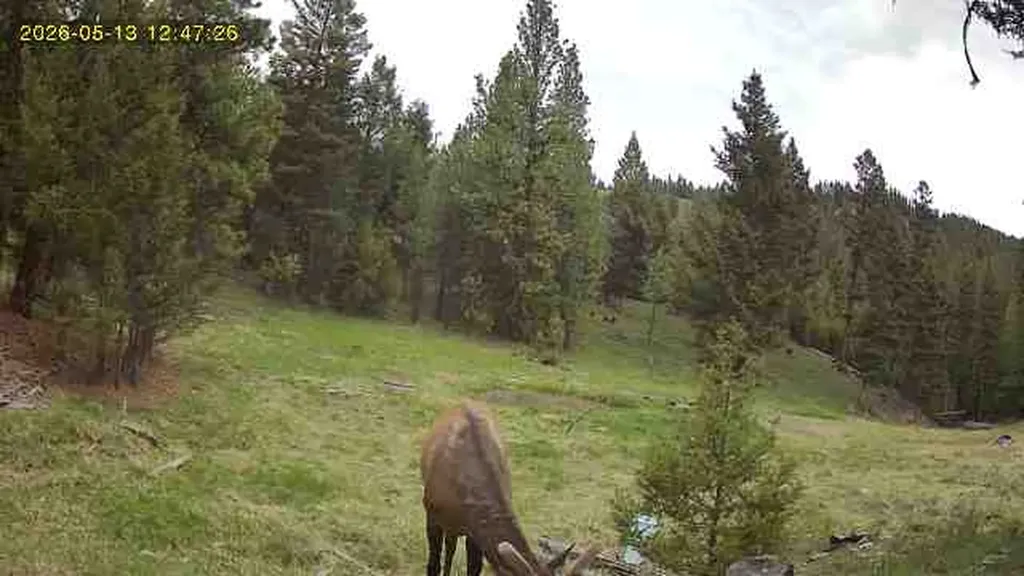 7 Tract, Bull Elk Drummond MT 59832