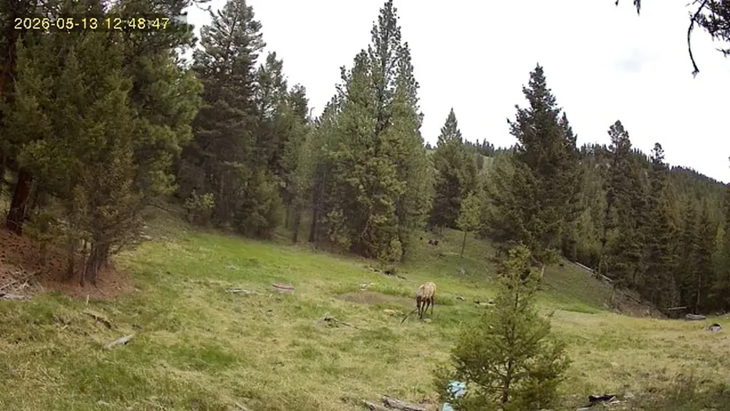 7 Tract, Bull Elk Drummond MT 59832
