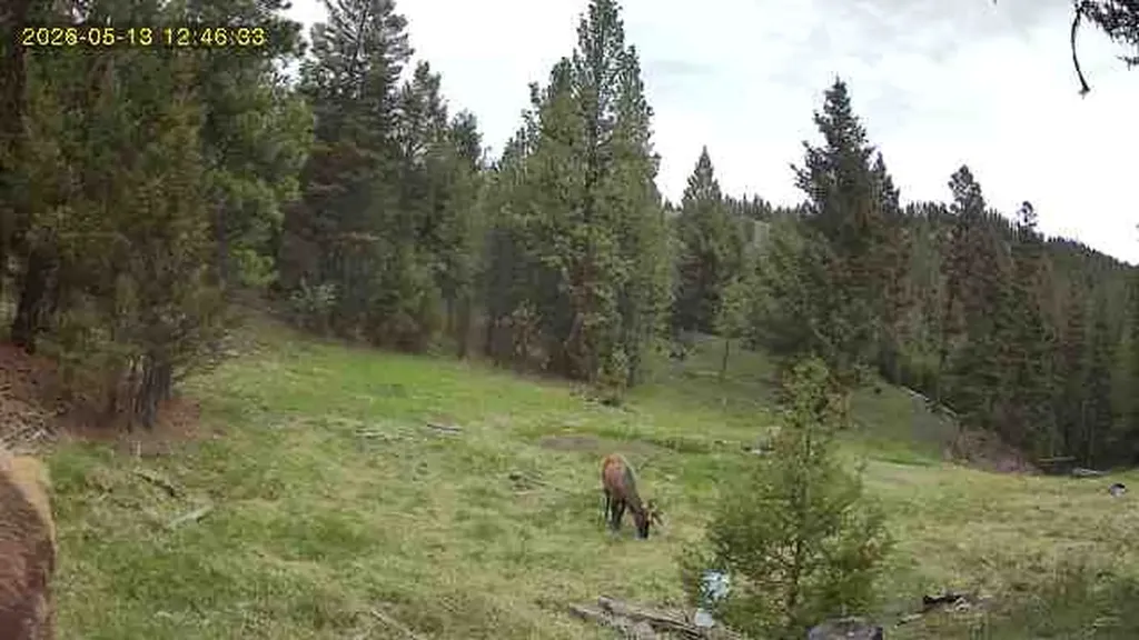 7 Tract, Bull Elk Drummond MT 59832