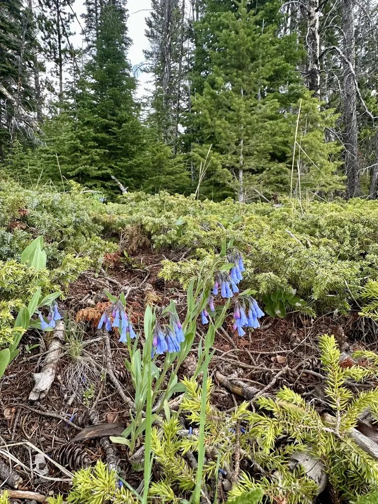 22 Indian Creek Road Townsend MT 59644