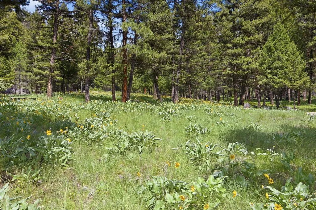 3 Big Waters Ranch Road Seeley Lake MT 59868