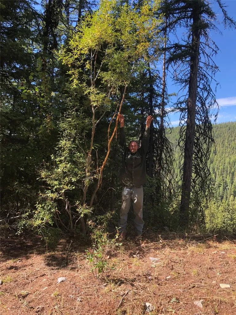Nhn Clark Hinchwood Road Hot Springs MT 59845